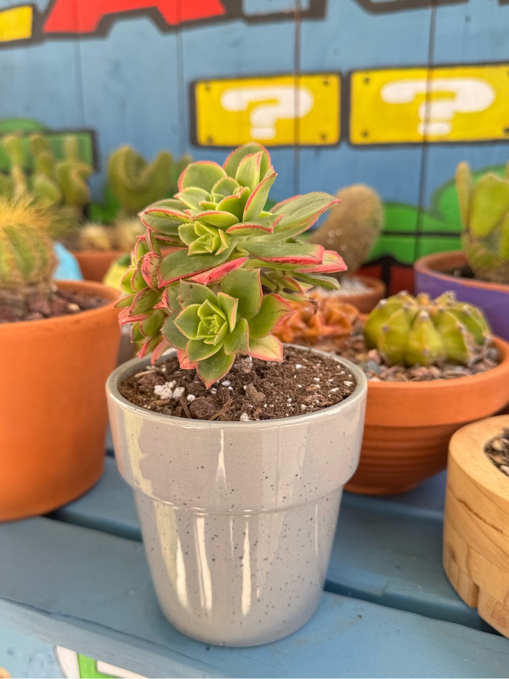 Aeonium "Kiwi" Succulent Plant in Planter.
